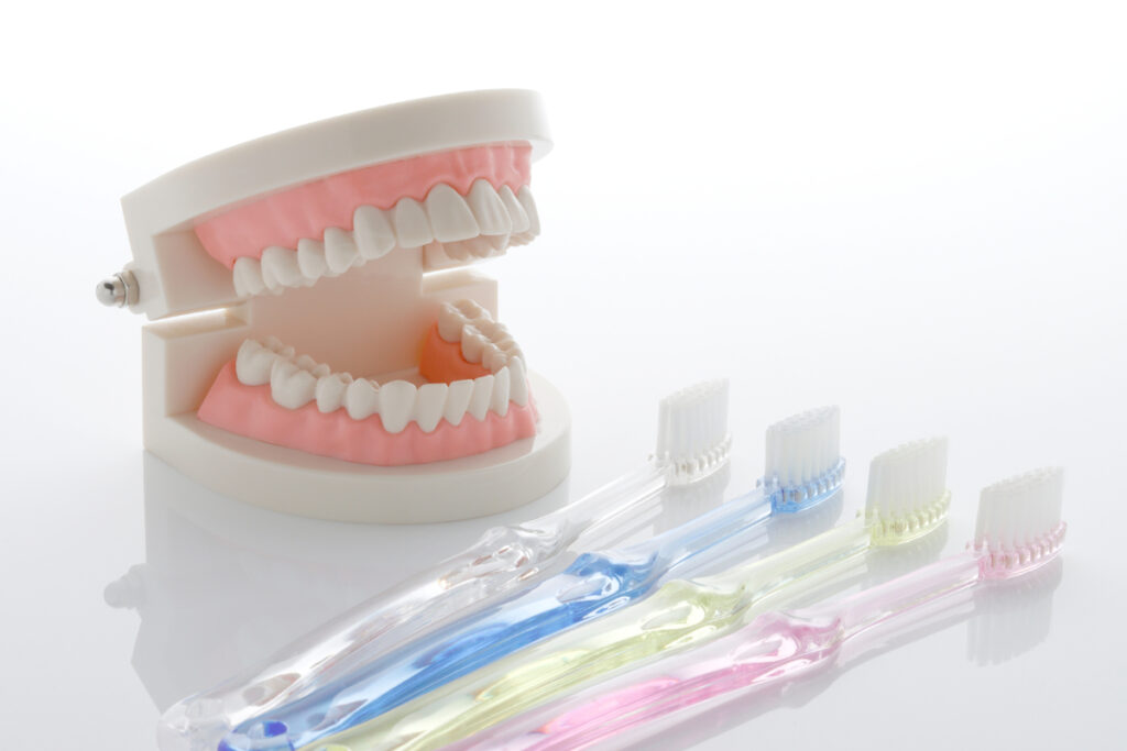 歯ブラシと歯の模型のイメージ図